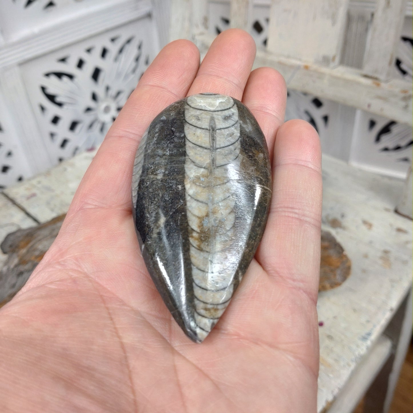 Ortocerstit fossil otroligt fina 8-9 cm DSC-4878