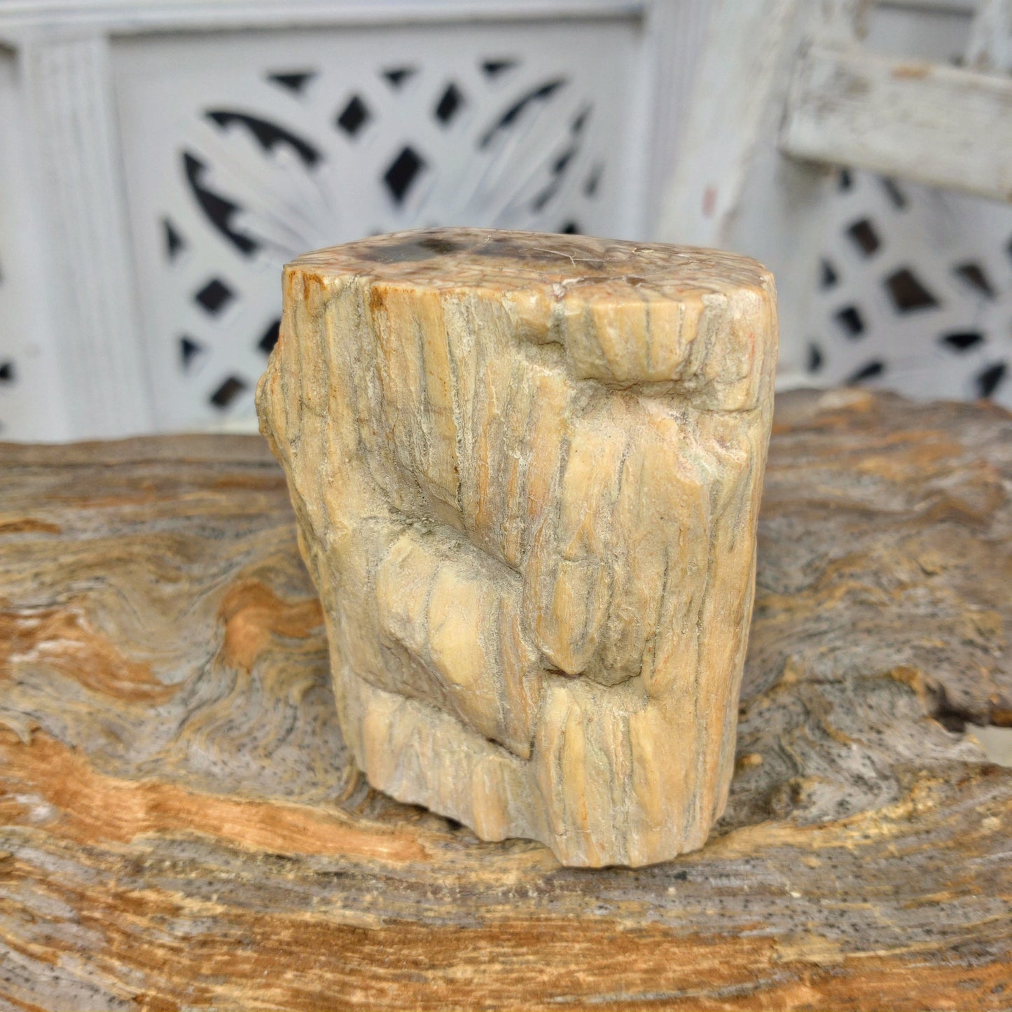 Förstenat trä polerad stubbe DSC-4903