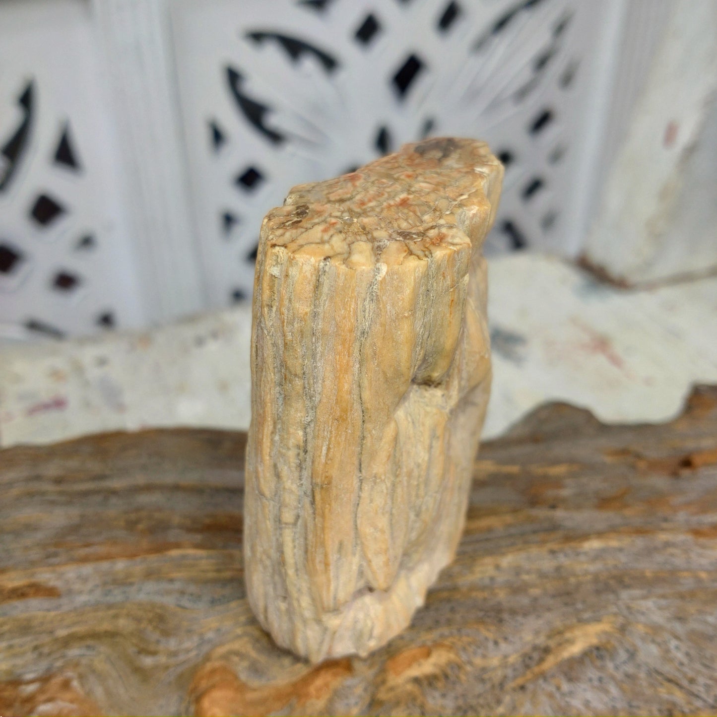 Förstenat trä polerad stubbe DSC-4905