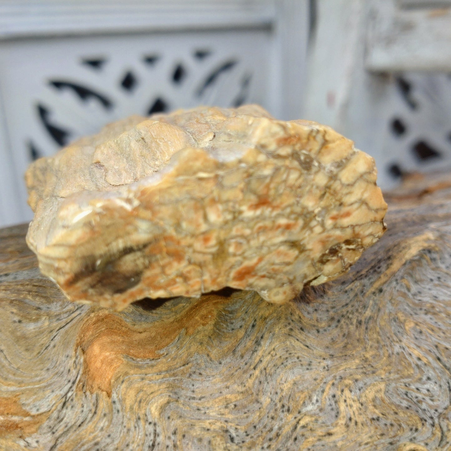 Förstenat trä polerad stubbe DSC-4906