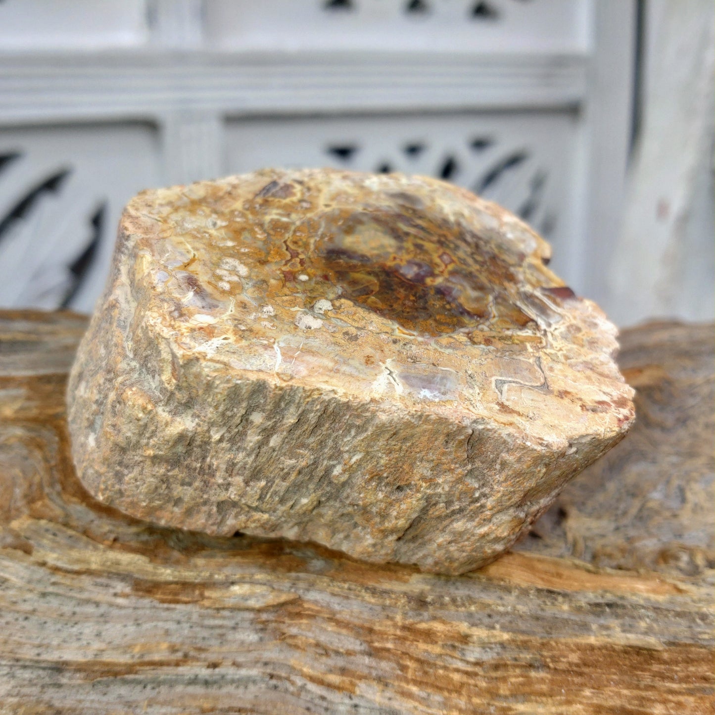 Förstenat trä, polerad stubbe DSC-4915