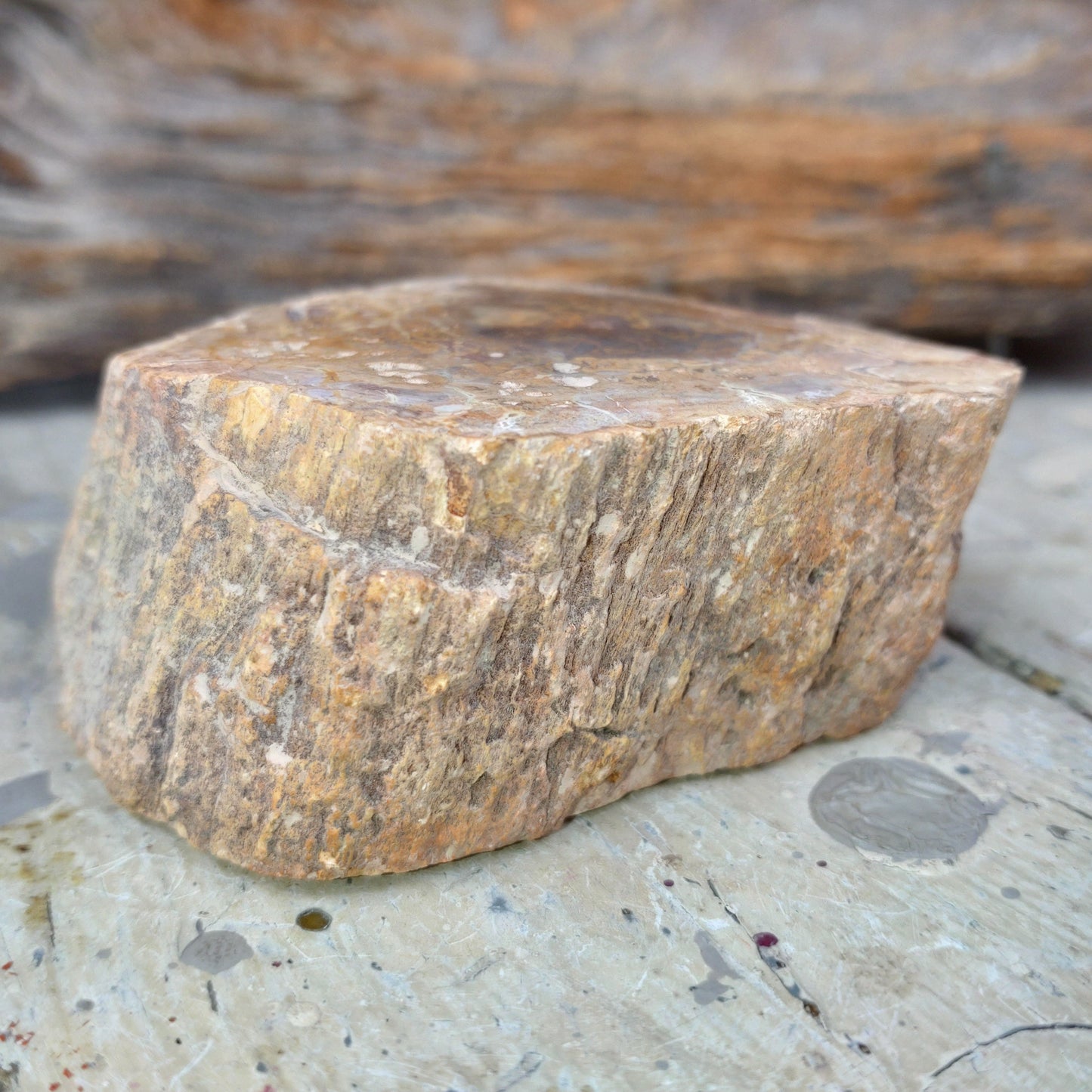 Förstenat trä, polerad stubbe DSC-4918