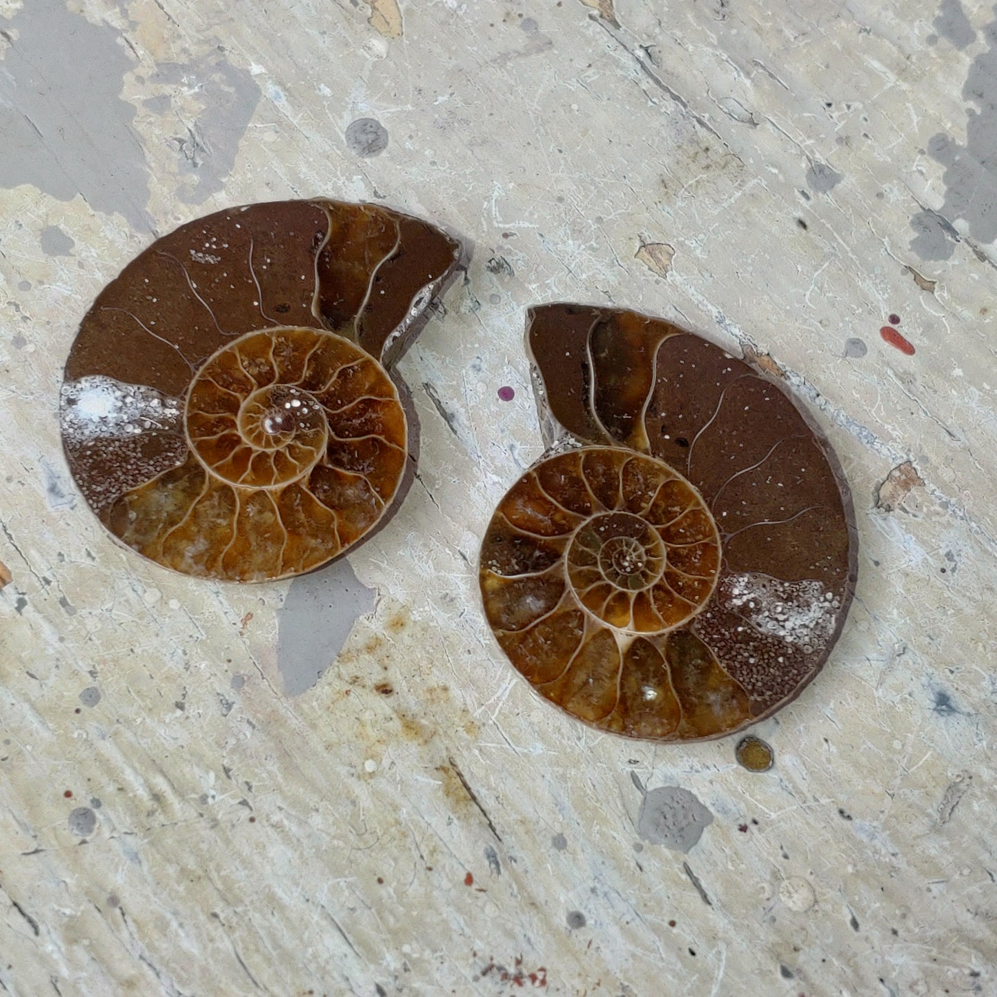Ammonit par opaliserad fossil DSC-4925