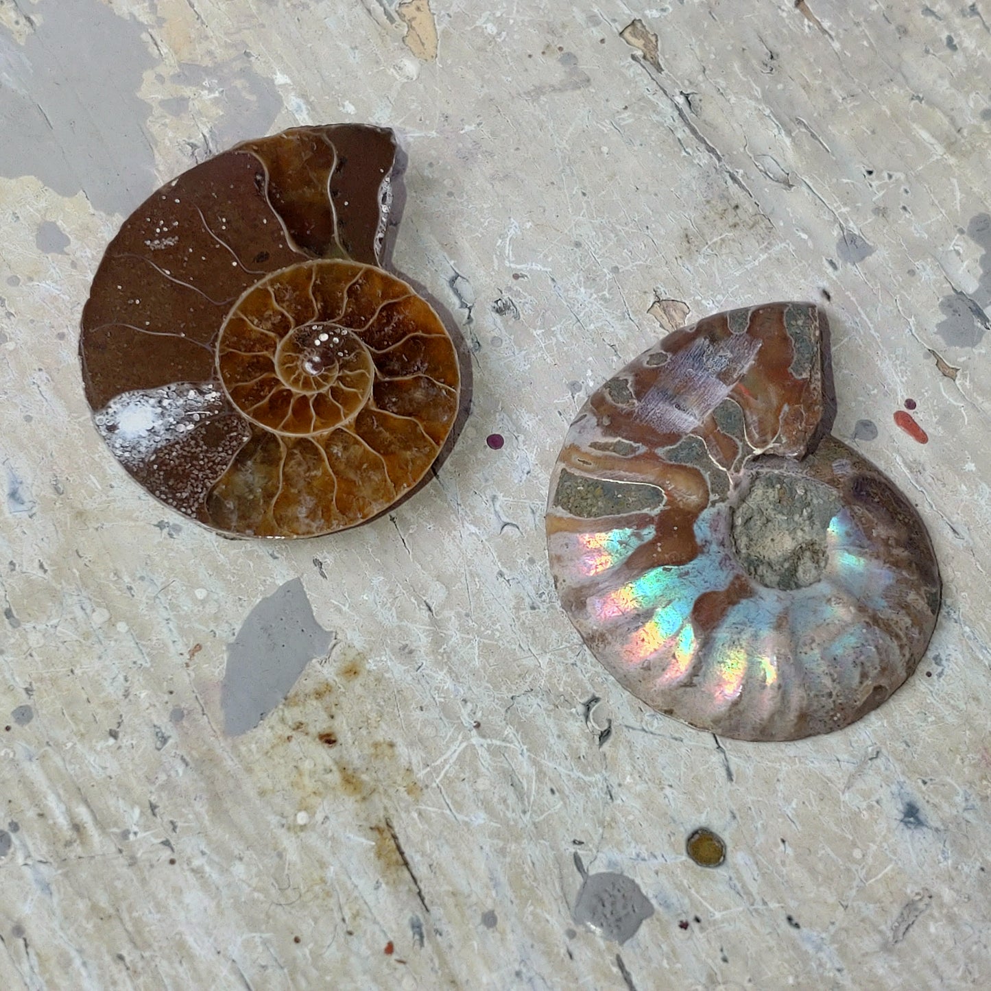 Ammonit par opaliserad fossil DSC-4926