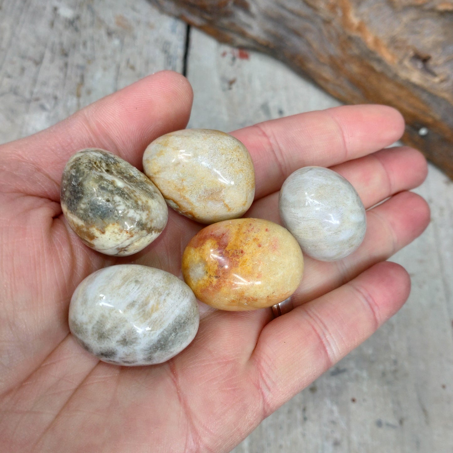 Petoskey cuddle stone DSC-5165