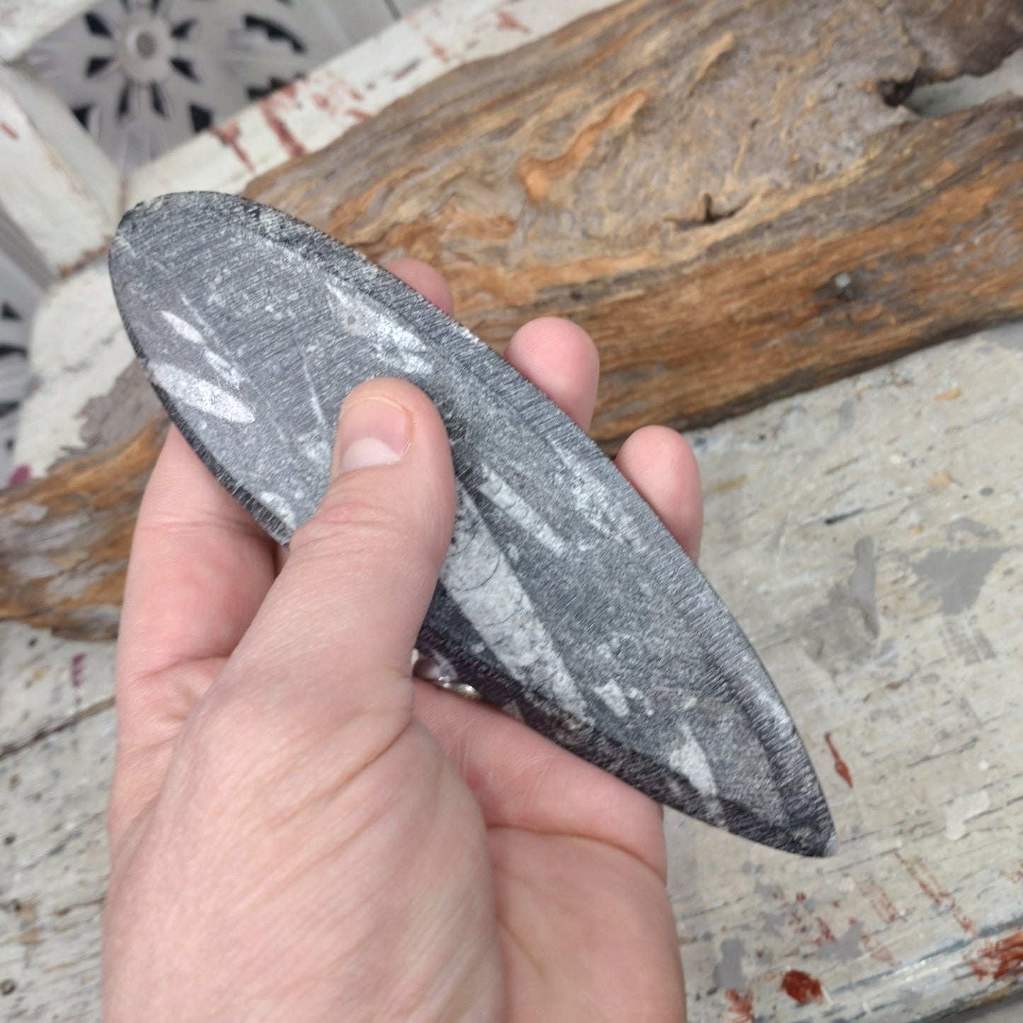 Ortoceratit fossil 15 cm rn-image_picker_lib_temp_9466157b-5406-458f-bc53-b83a2c7d665e