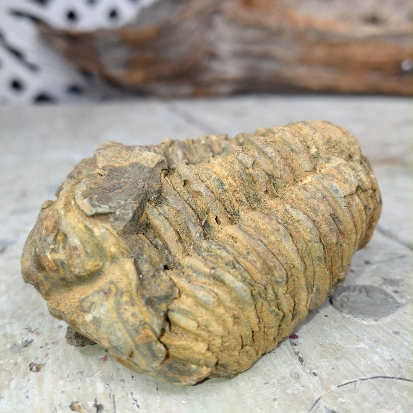 Trilobit fossil DSC-4872