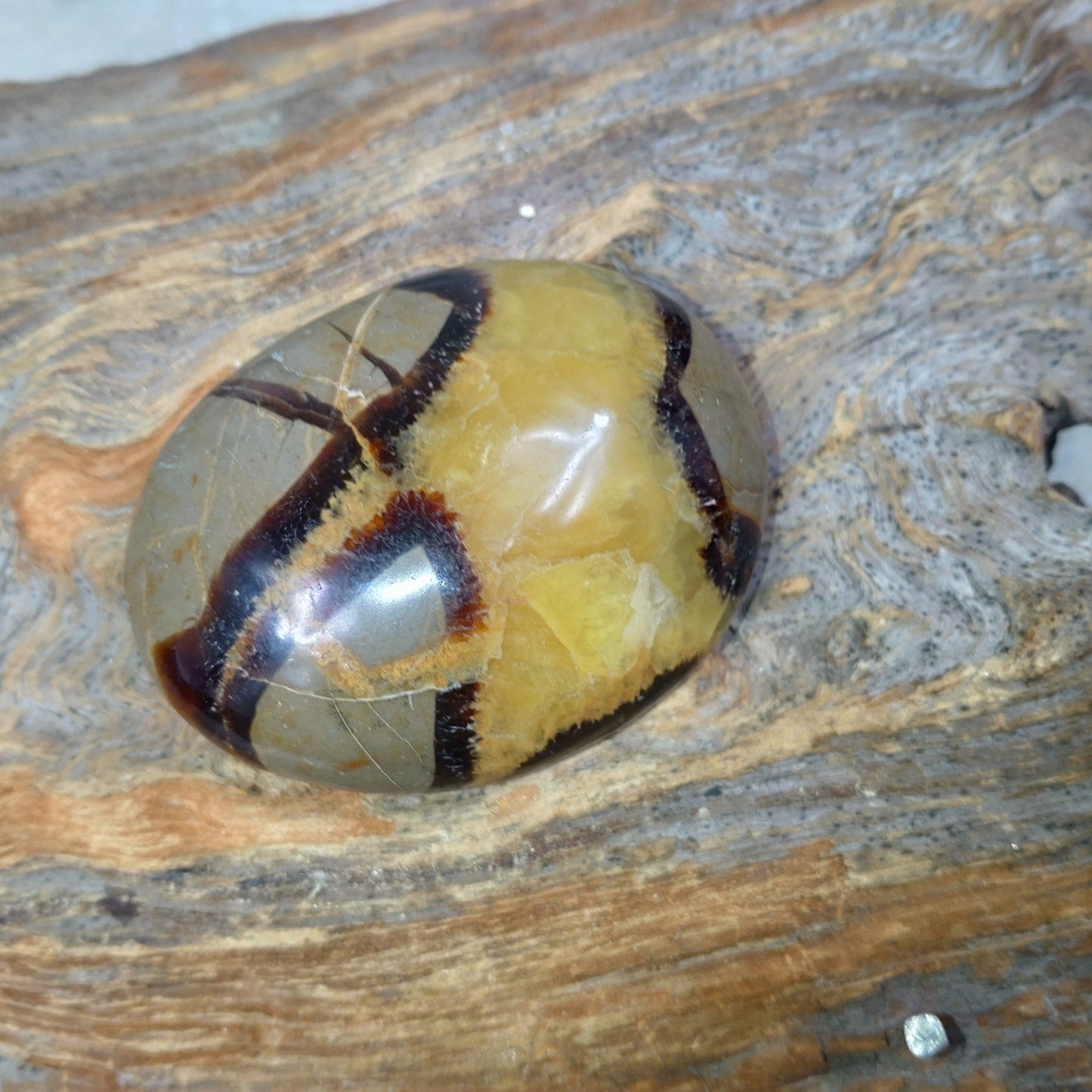 Septarian Handsten ✨