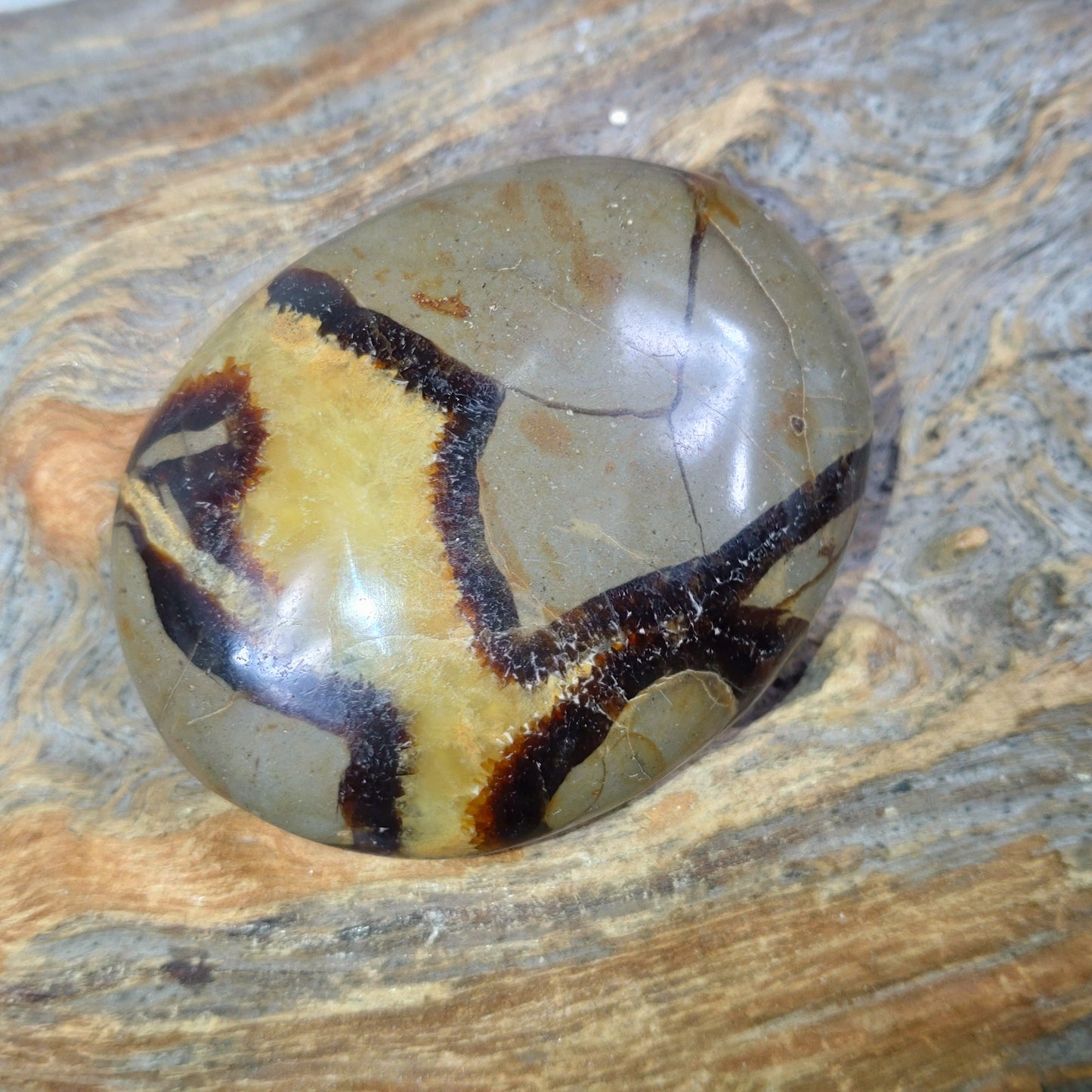 Septarian Handsten ✨