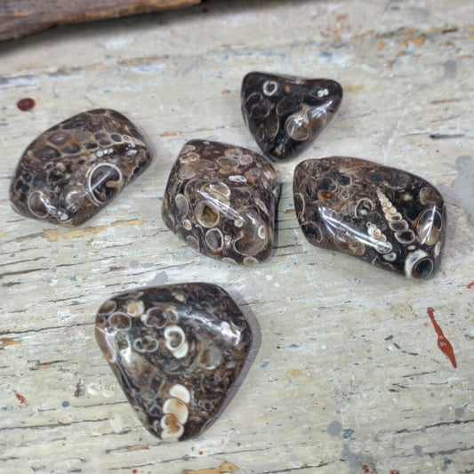 Turitella Agat