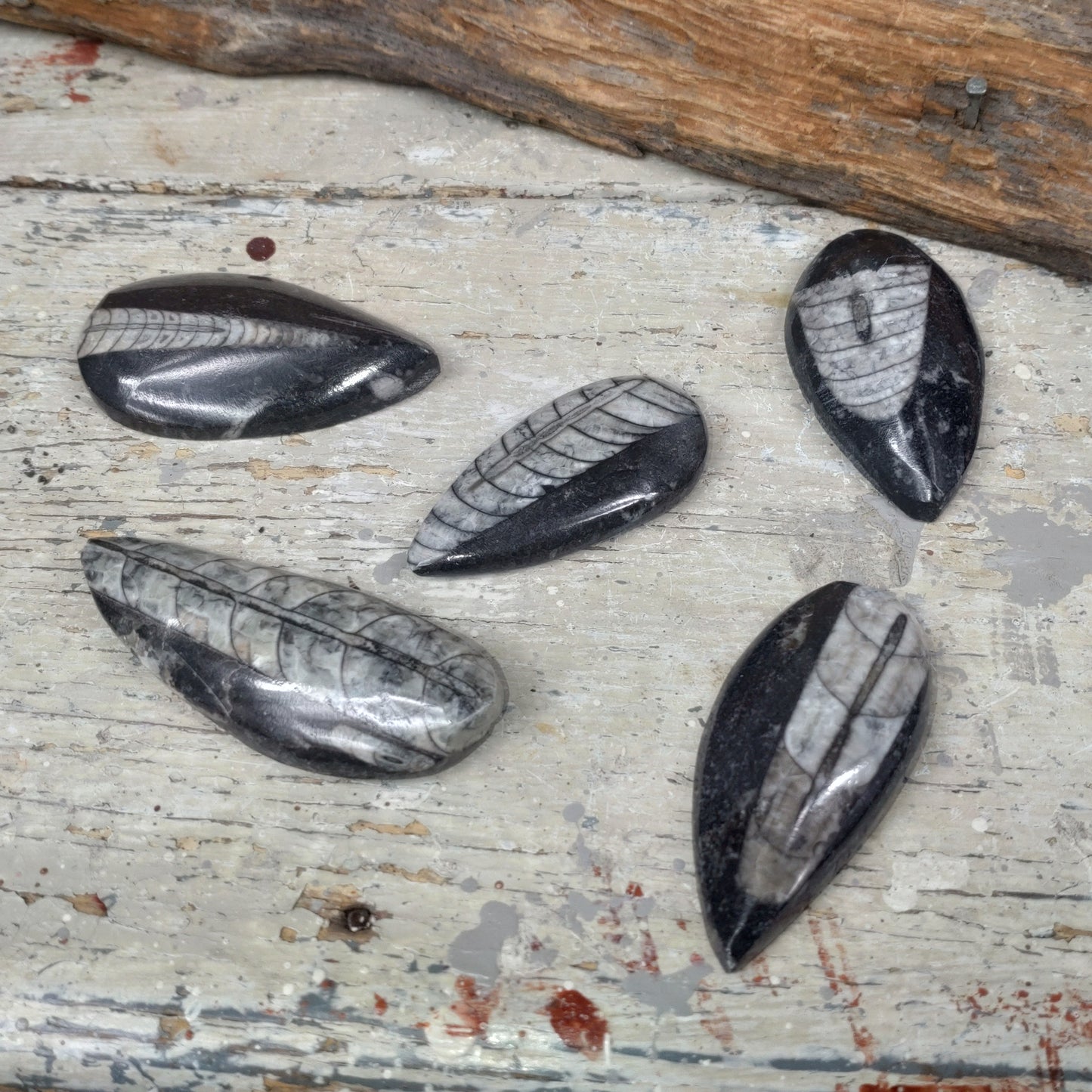 Ortoceratit fossil otroligt fina ✨