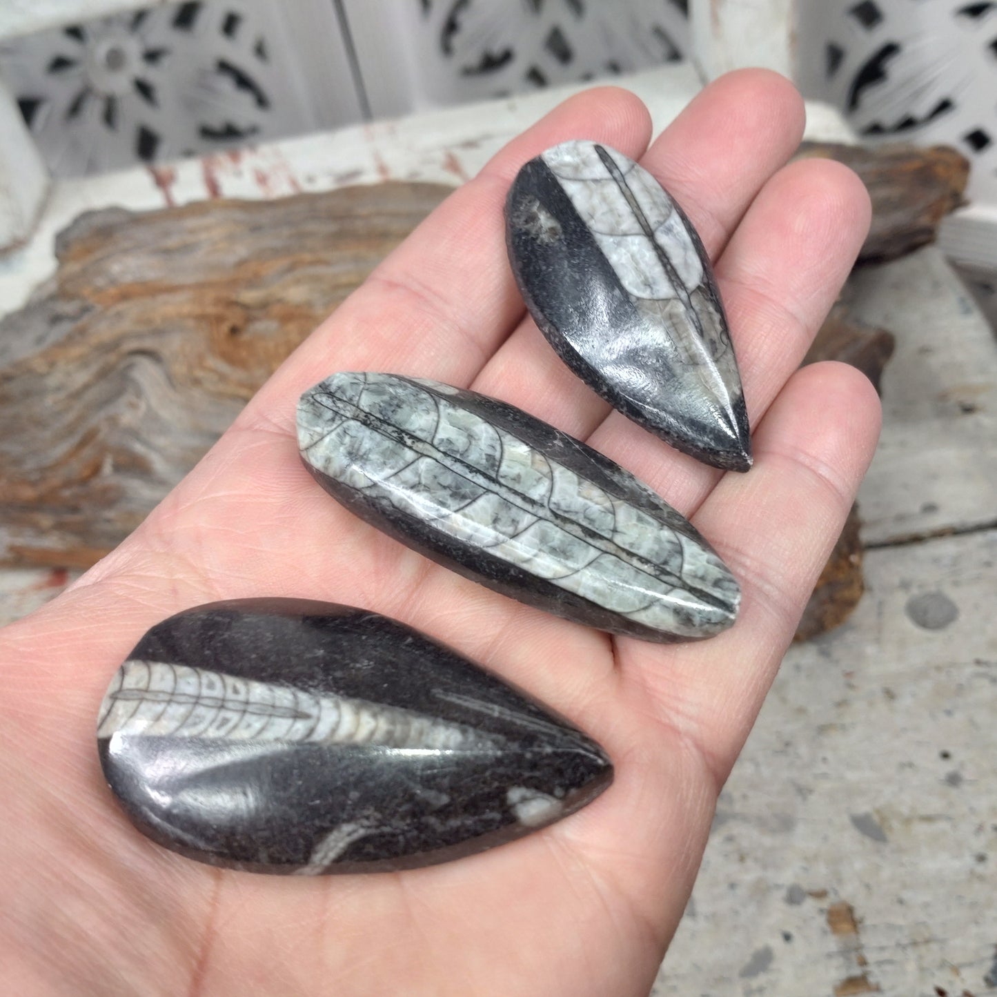 Ortoceratit fossil otroligt fina ✨