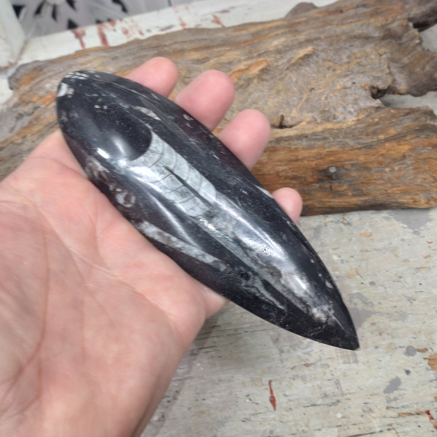 Ortoceratit fossil 15 cm rn-image_picker_lib_temp_f21def2f-484c-44f9-8f8d-12cc3aafcf2b